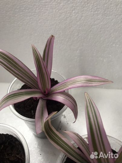 Традесканция Рео сетара