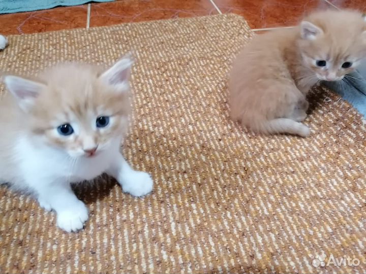 Котята