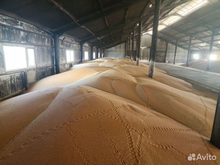 Пшеница 3кл, 4кл