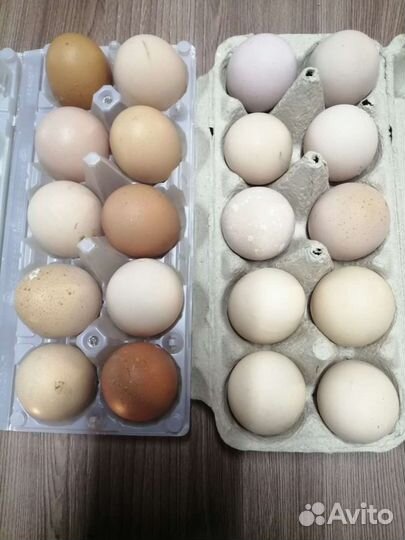 Домашние куриные яйца свежие