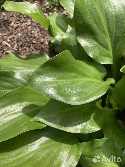 Хоста Red stepper