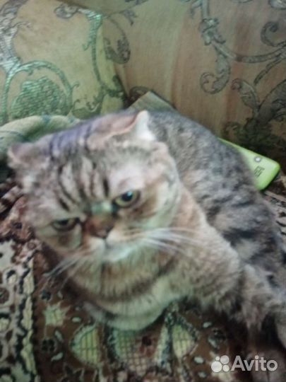 Кошка на вязку