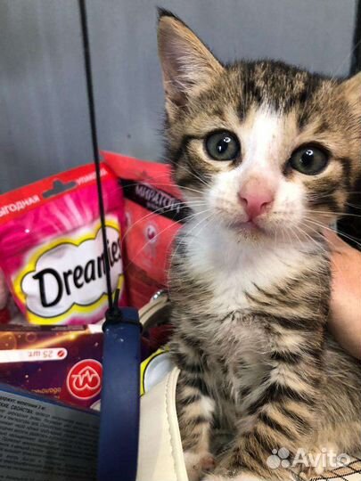 Котёнок в добрые руки