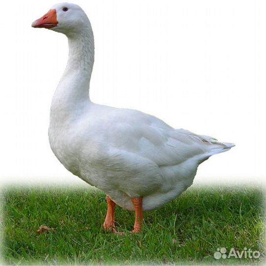 Китайскиешелк,индоутята100р, Пушкинские,Мараны