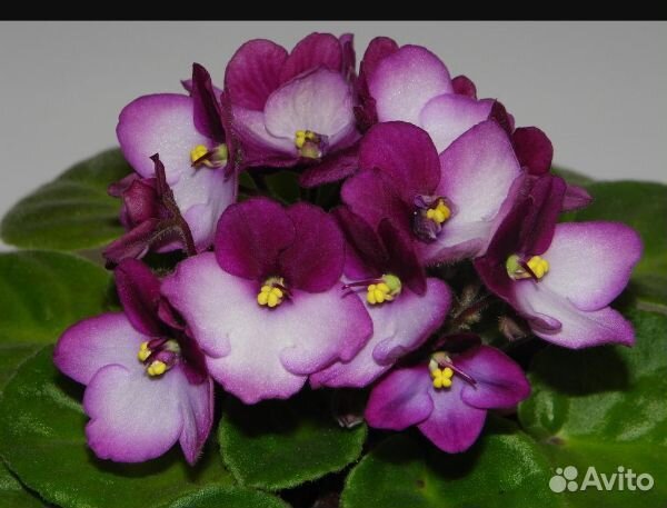 Фиалки сортовые