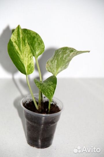 Эпипремнумы / Сциндапсусы (часть 1)