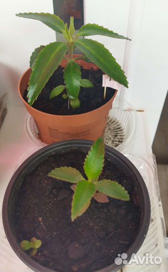 Каланхоэ лечебное