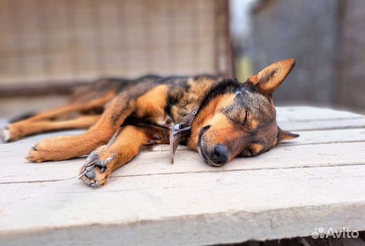 Собака в добрые руки