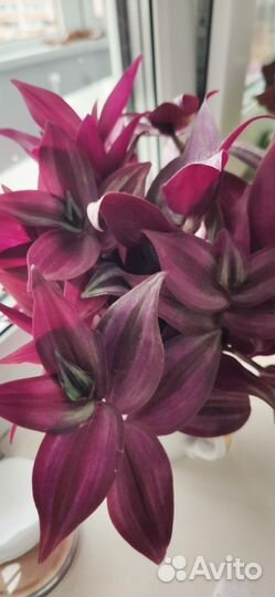 Традесканция зебрина