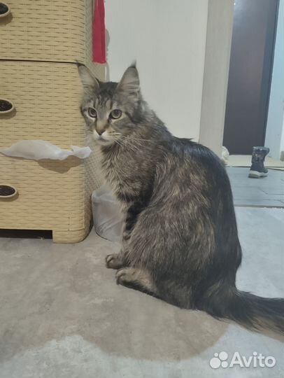 Котята мейн-кун