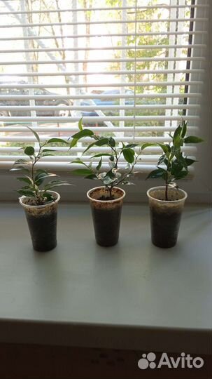 Фикус бенджамина