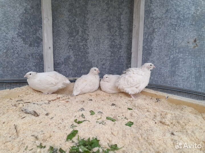 Декоративная клетка для перепелов