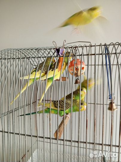 Волнистый попугай