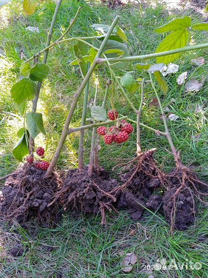 Саженцы ежевики