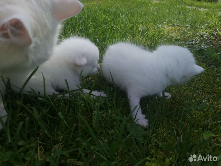 Котята турецкой ангоры