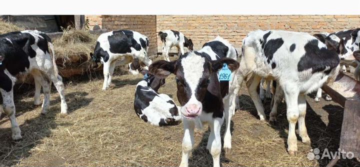 Телята бычки