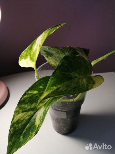 Сциндапсус золотистый