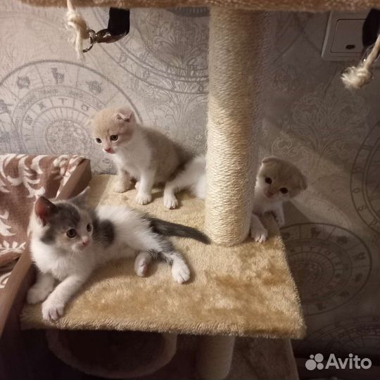 Котята в добрые руки бесплатно