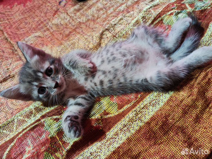 Котята в добрые руки бесплатно