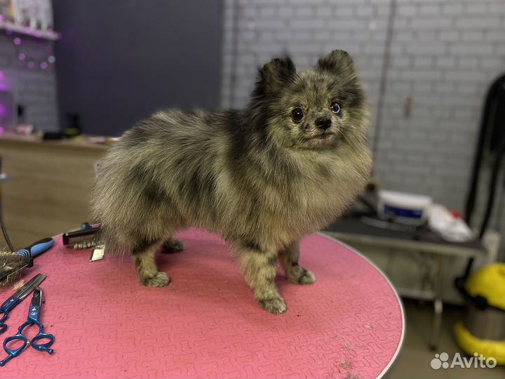 Модель на груминг