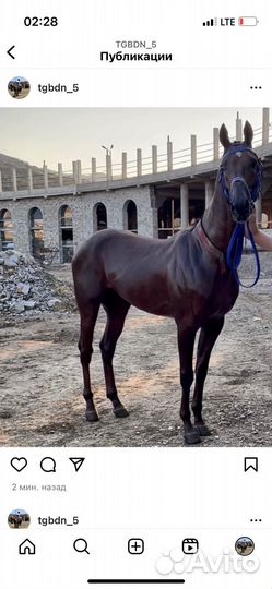Лошадь