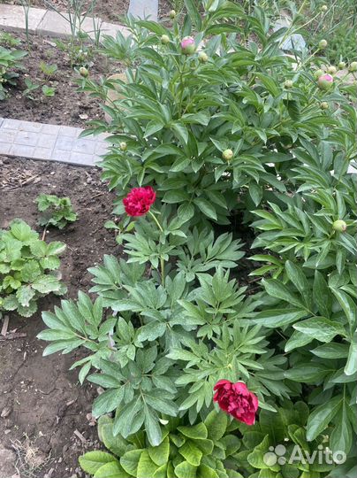 Пионы корни сортовых