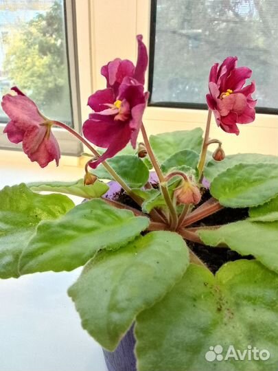 Сортовые фиалки и их детки