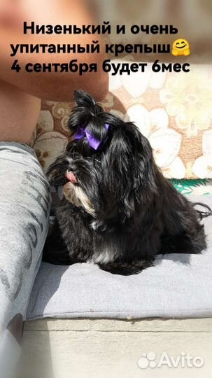 Цветные Йорки щенки