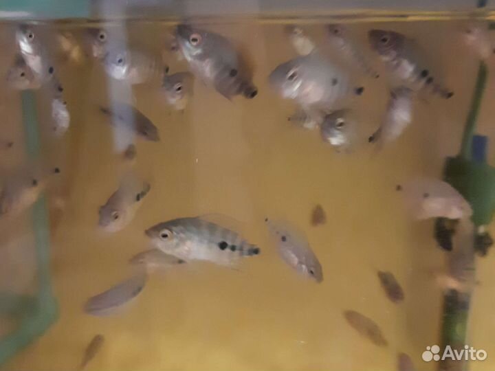 Американские цихлозомы