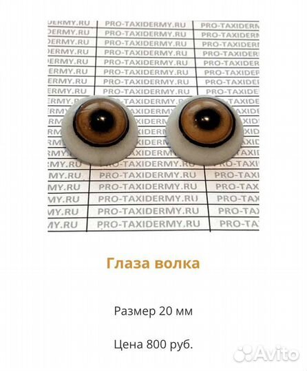 Глаза кабана, косули, рыси, лисы, медведя, птиц