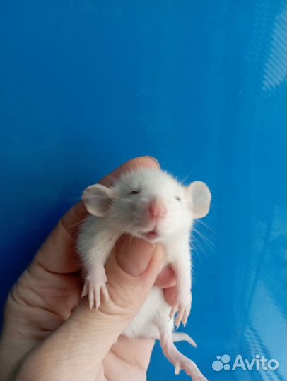 Крысята, крыса Дамбо, стандарт, Хаски и др