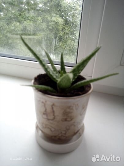 Цветок Алоэ