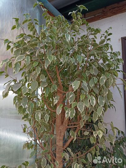 Фикус бенджамина пестролистный