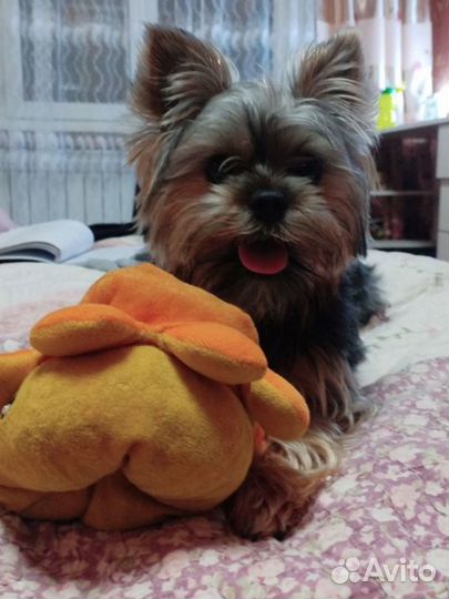 Йоркширский терьер щенки