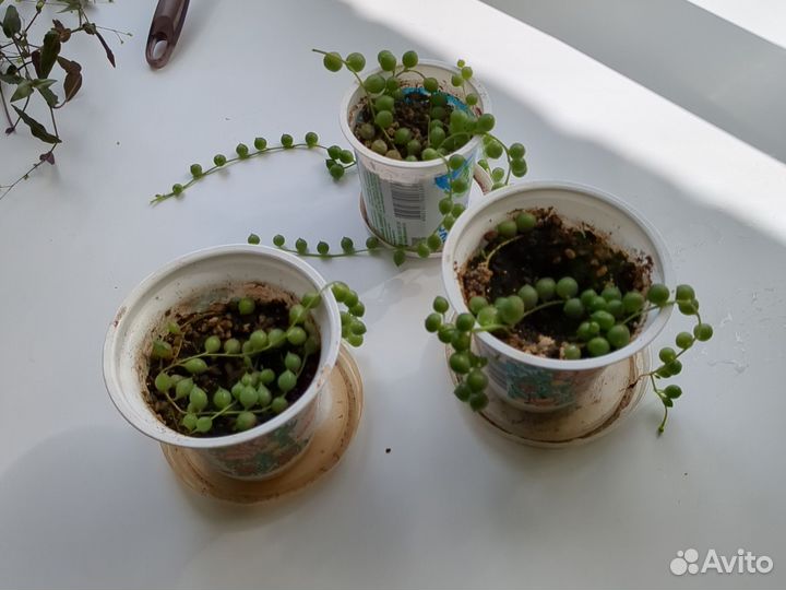 Крестовник роули