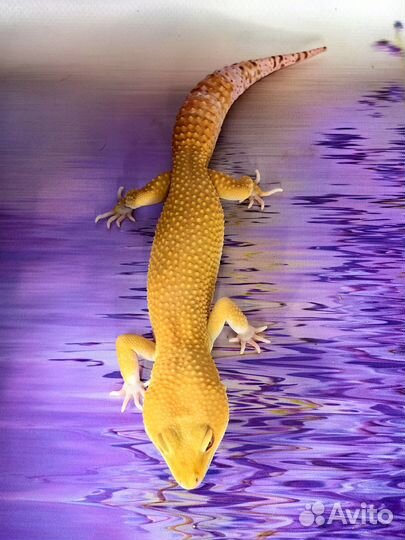 Эублефар самец Sunglow TA Эклипс