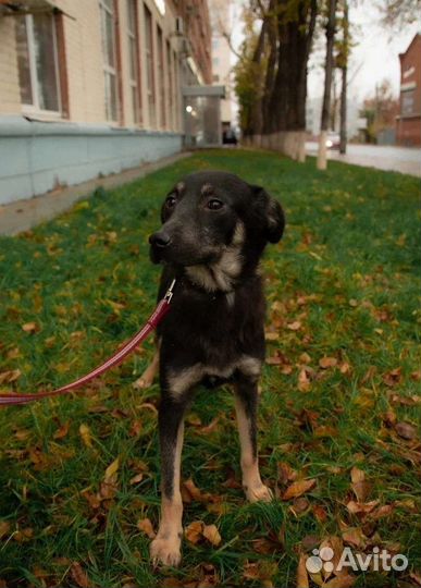 Собачка Берри