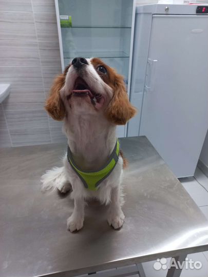 Груминг в салоне и выезд на дом