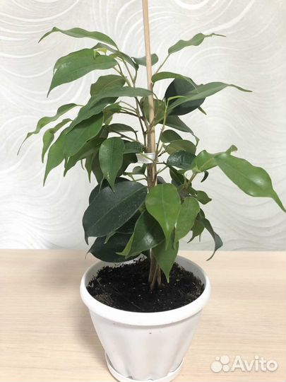 Фикусы Бенджамина сортовые