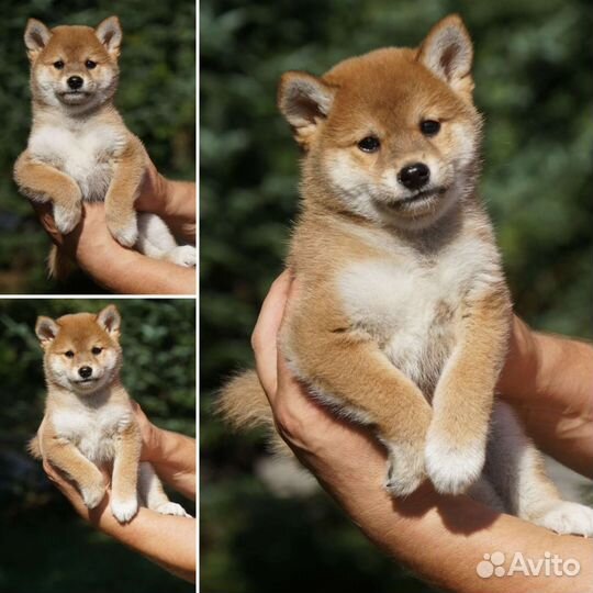 Три мальчика сиба ину готовы к переезду