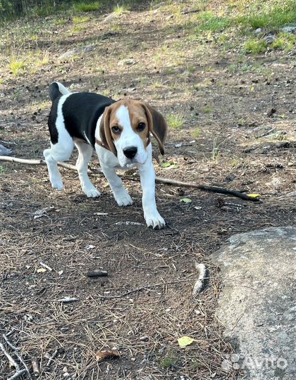 Щенок Бигль мальчик