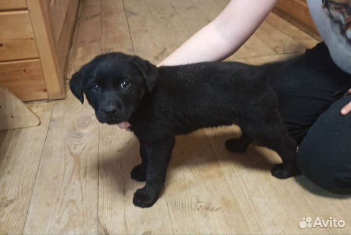 Щенки Лабрадор