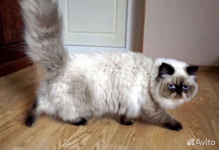 Кошка персидская гемолайская для вязки