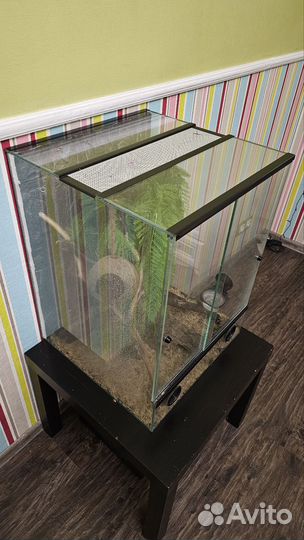 Террариум для рептилий