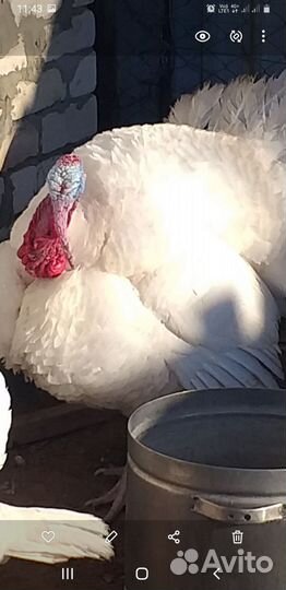 Индюшата суточные и подрощенные