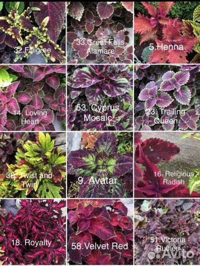 Колеус вегетативный, срезы