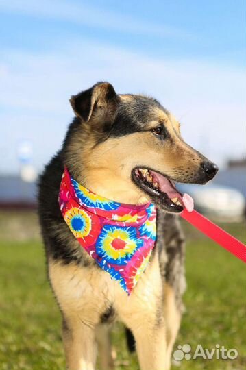 Ферзь в поисках дома