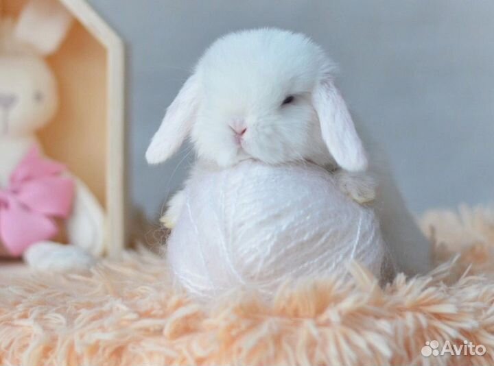 Кролик карликовый вислоухий