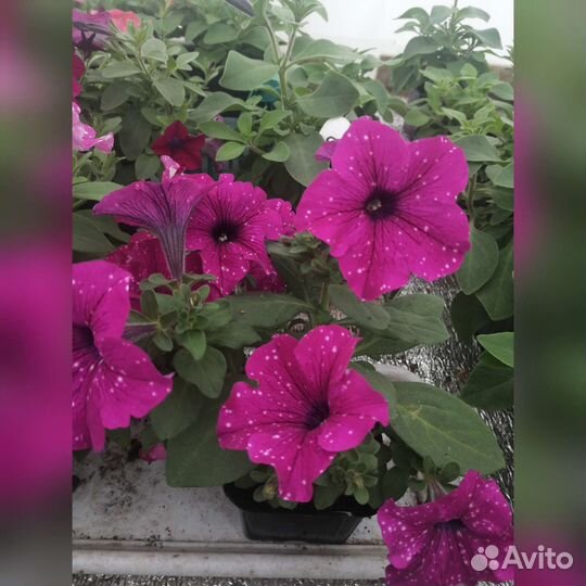 Петуния вегетативная/часть 1