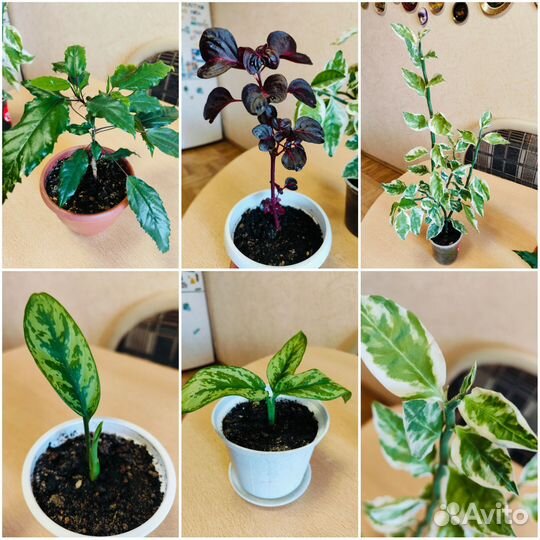 Комнатные цветы